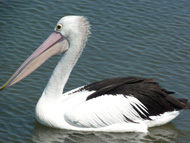 Bermagui Pelican